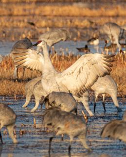 Sandhill crane at sunset