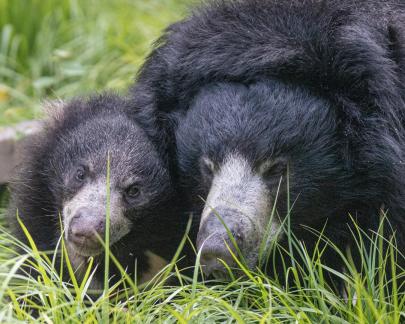 Sloth bear family portrait