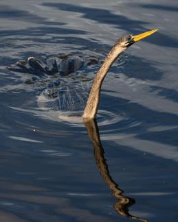 Submerged anhinga