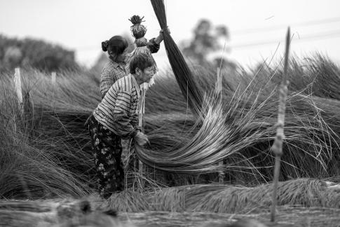 Cutting rush grass12