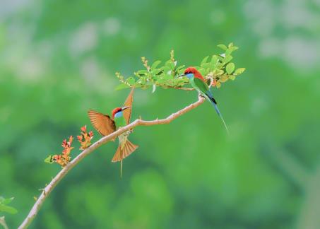 Birds on the branch