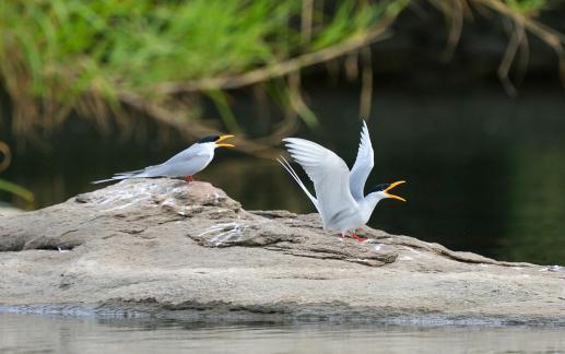 Calling Terns