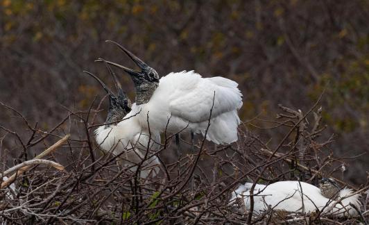 Wood Storks Mating 5181