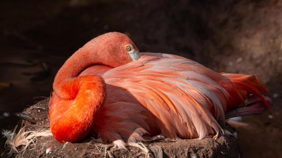 Flamingo on Nest 82