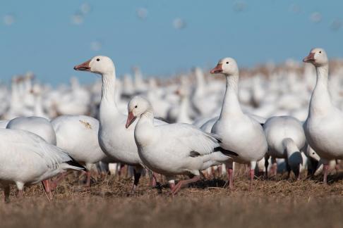 Four Snow Geese Marching 3262