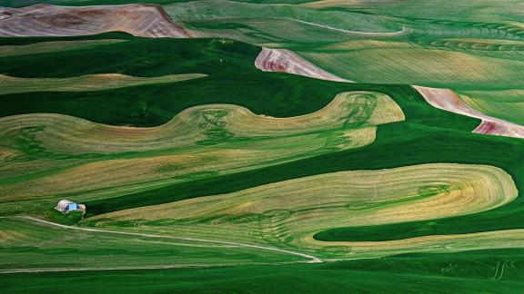 Wheat field 1