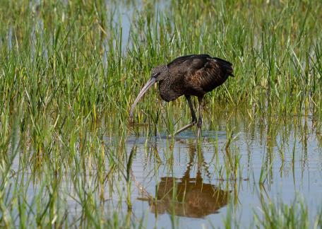 Ibis noir en chasse