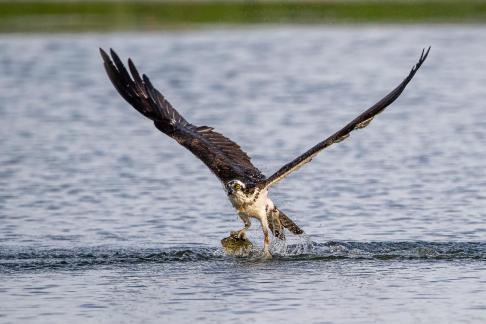 Osprey Bringing Home Fish 25