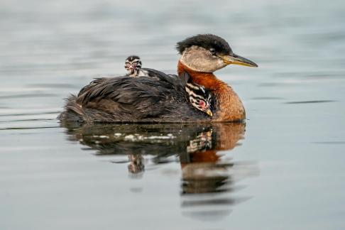 Red-necked grebe Baby 18