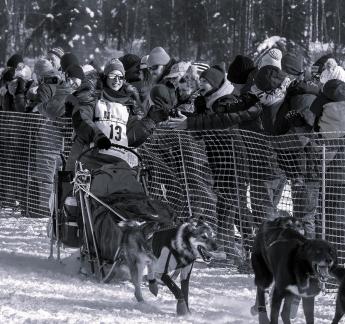 Iditarod Musher 13