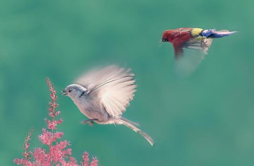 Collecting nectar from flowers A