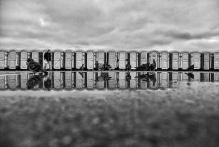 BWBirdswalk