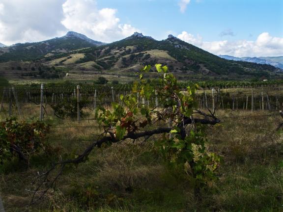 Vineyards of the Crimea-4