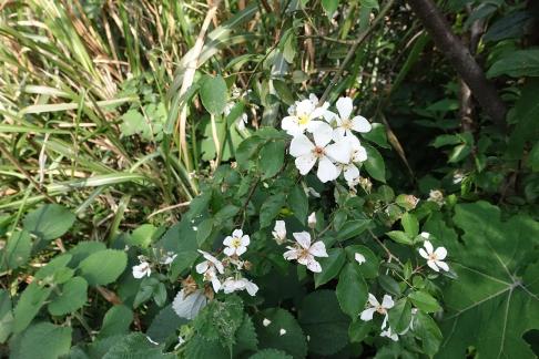 Small wildflowers