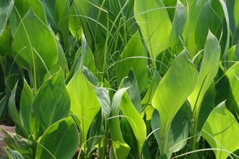 Canna green leaves