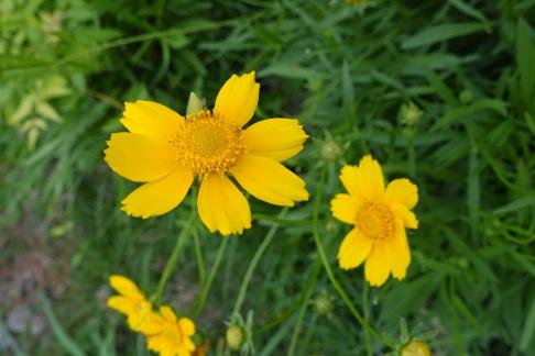Coreopsis 5