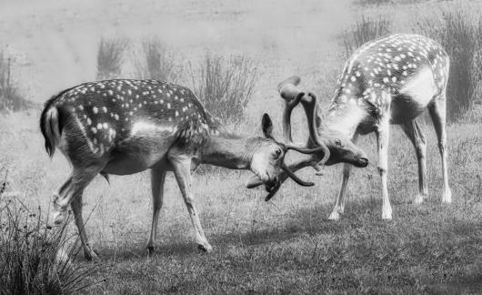 Locked Antlers