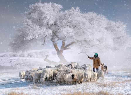 Snow and the sheep