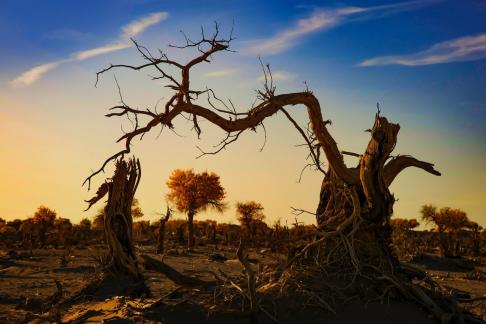 Trees and structures