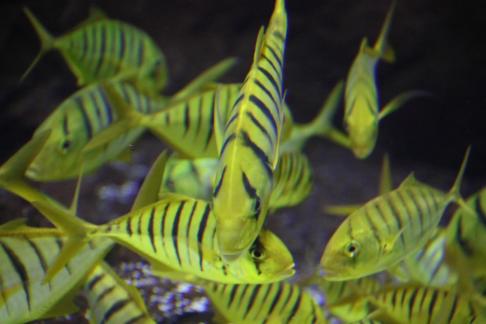 Discus fish 1