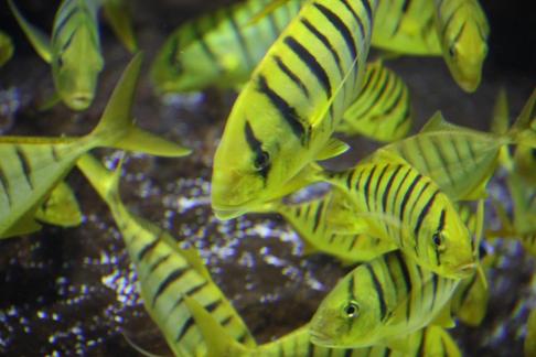 Discus fish 2