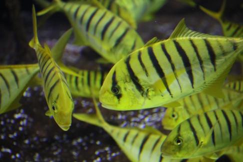 Discus fish 3