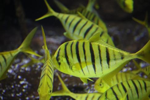 Discus fish 4