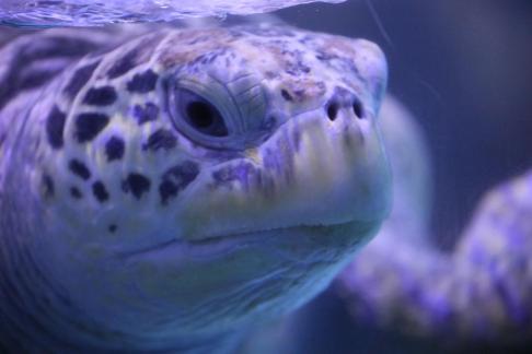 sea turtle 9