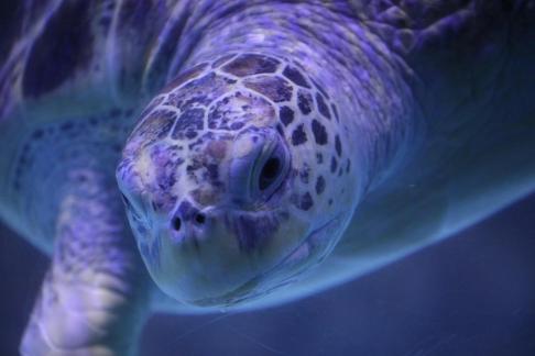 sea turtle 11
