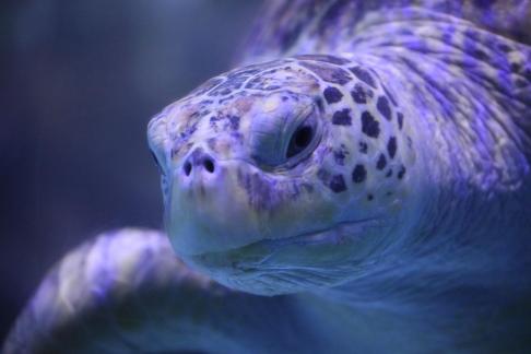 sea turtle 12