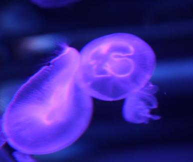 jellyfish 6