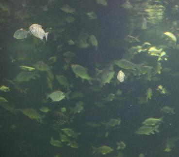 Many fish 2