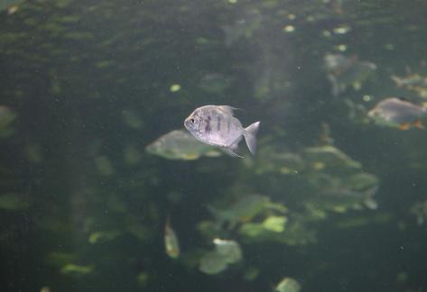 Many fish 3