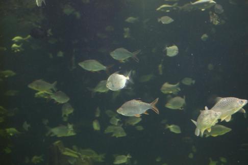 Many fish 4