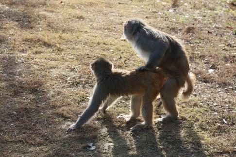 Monkey Brother 3