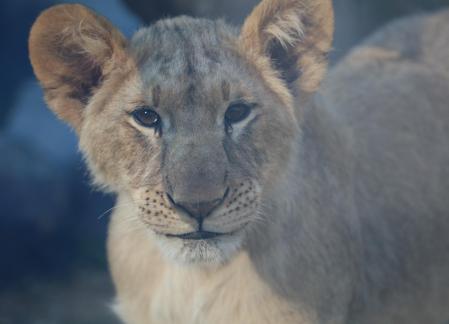 lion 1