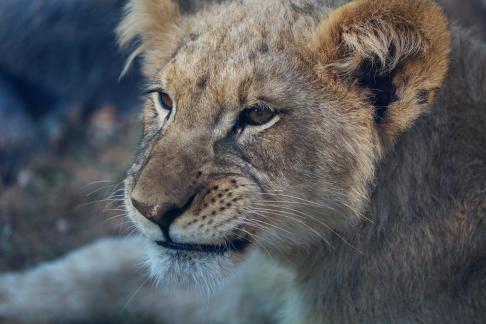 lion 4