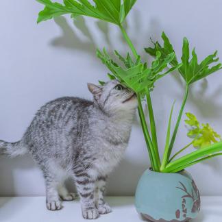 The cat at home 5