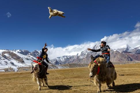 Grab the sheep