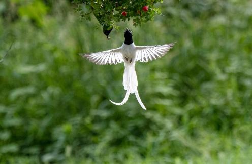 Foraging
