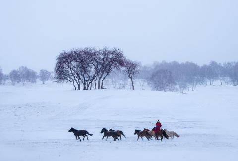 Snow Horse Training