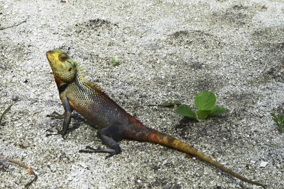 Lizard on the sand