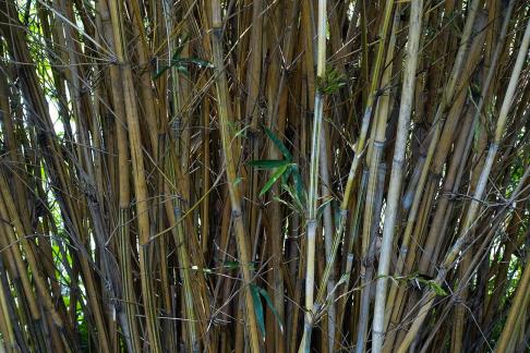 bamboo