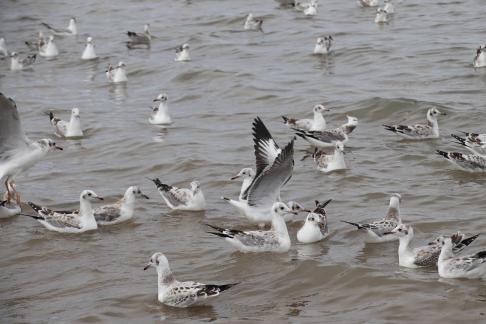 White Feather Sweeping Waves 9