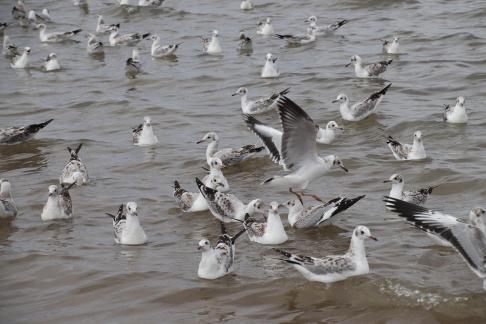 White Feather Sweeping Waves 12