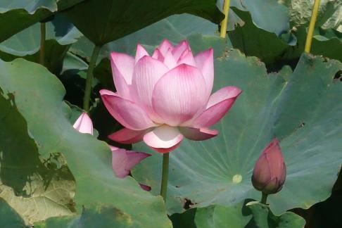 In the lotus pond 1