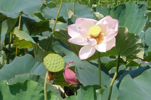 In the lotus pond 2
