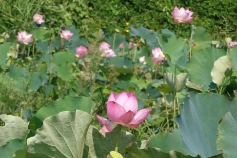 In the lotus pond 4