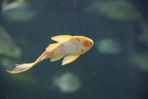 Yellow scavenger fish 14