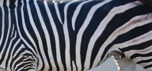 zebra 32
